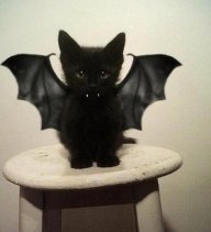 Batbaby