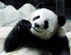 Pandaen